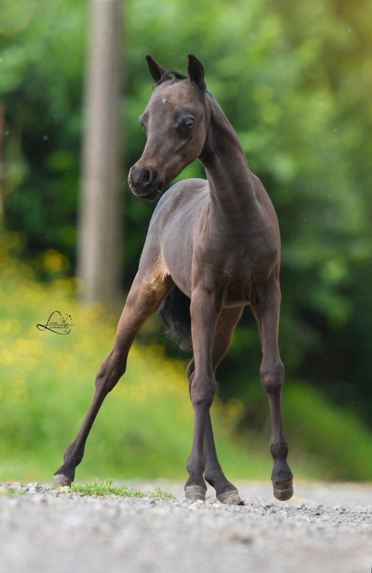 EBF Country Zodiac 00