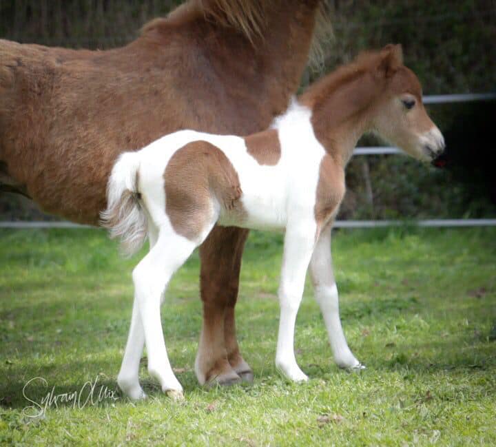 EBF Horizon Le Petit Prince