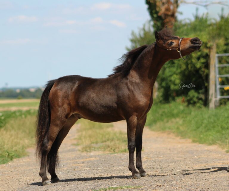 EBF Tula imperial