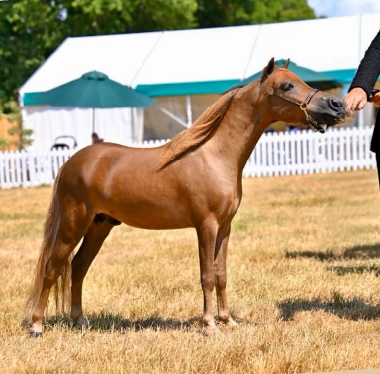 NJM Delsastre Tulas Dante001
