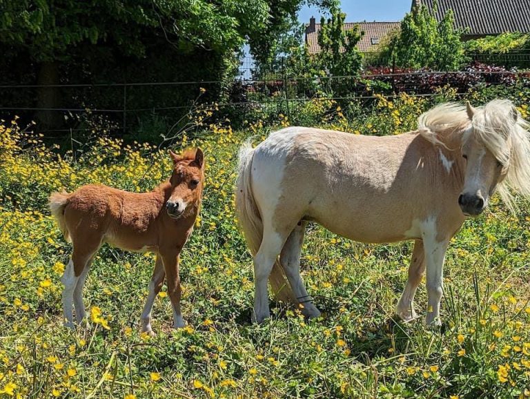 Imagem WhatsApp 2024-11-25 às 11.24.44_c8f9c4eb