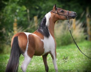 EBF SH I’m The One